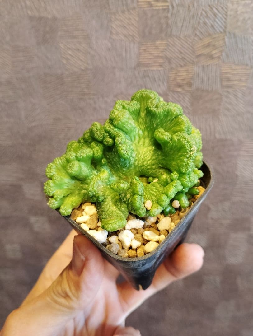 希少 ユーフォルビア オベサ 綴化 大