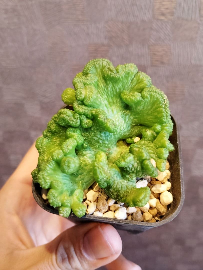 希少 ユーフォルビア オベサ 綴化 大