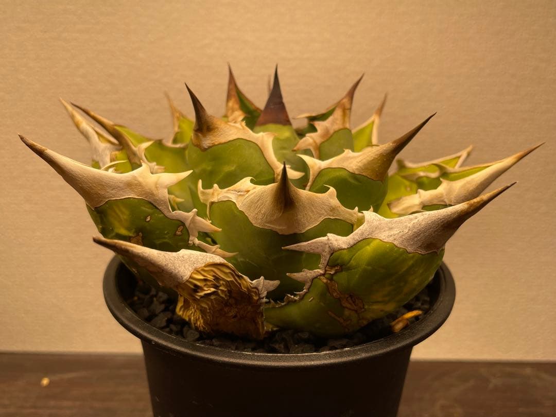 アガベ オアハカ オテロイ 現地球シーザーハデス白鯨チタノタAgave