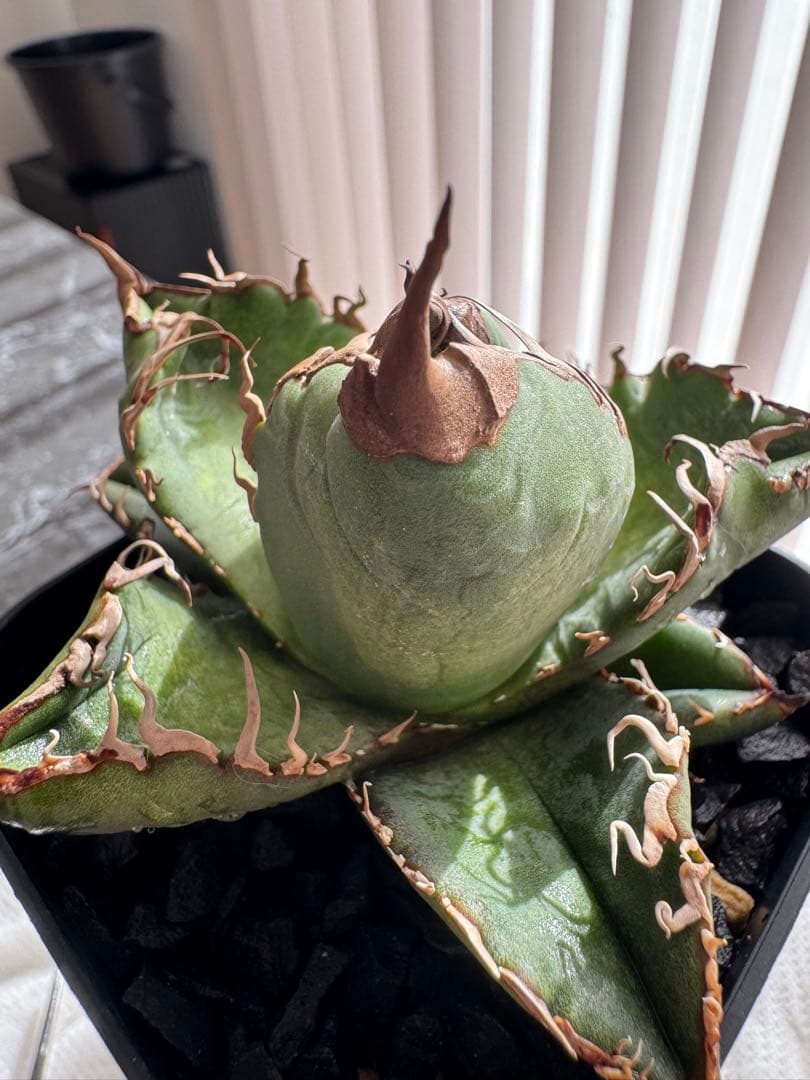 期待株】アガベ スーパーチタノタ 悪魔くん BAKEMONO 子株 - メルカリ