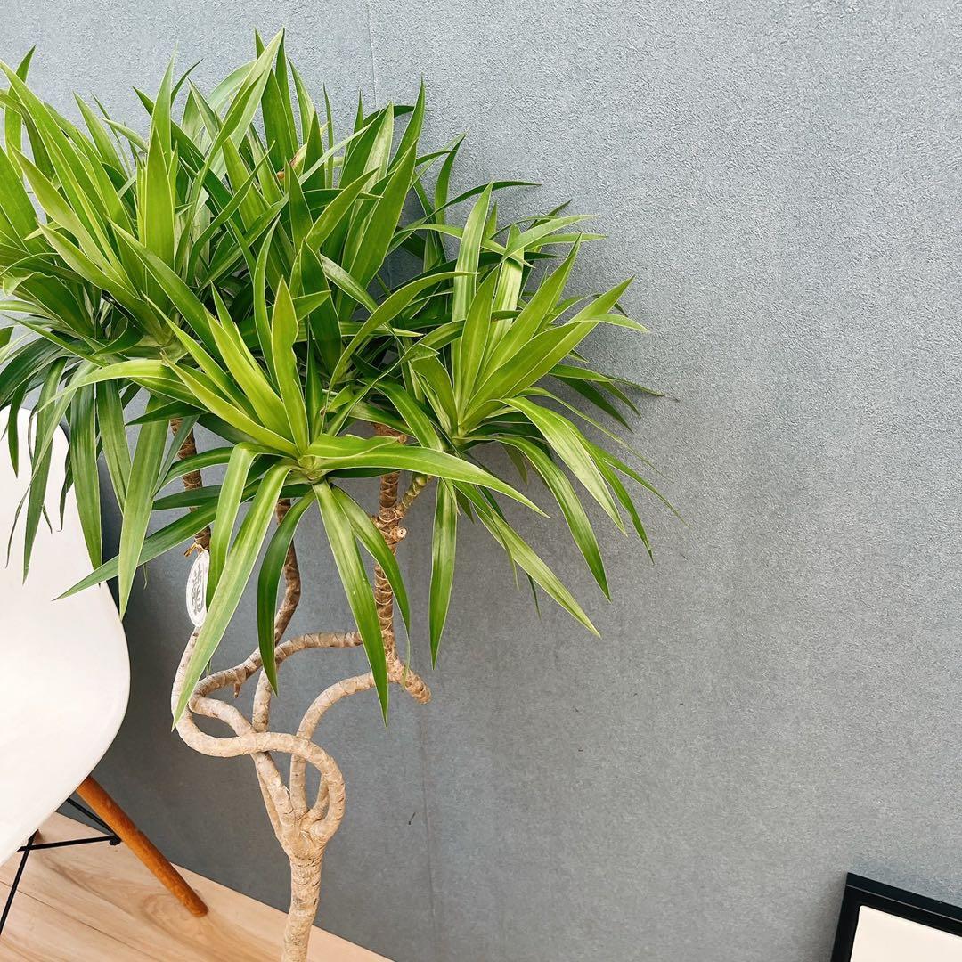 ［現品］【希少】2番　ドラセナ　ナビー　龍　7号　観葉植物　大型　室内　レア