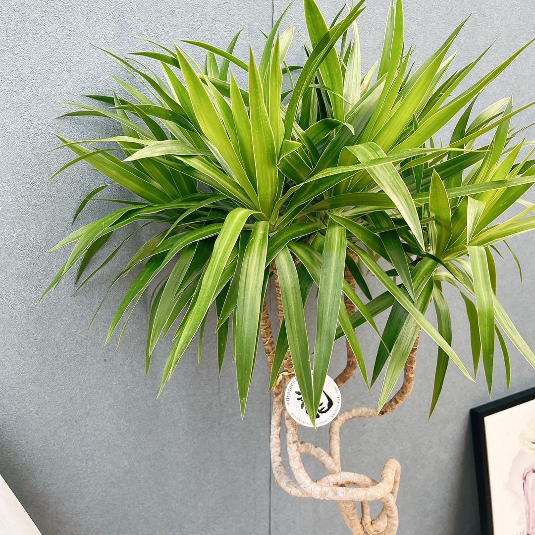 ［現品］【希少】2番　ドラセナ　ナビー　龍　7号　観葉植物　大型　室内　レア