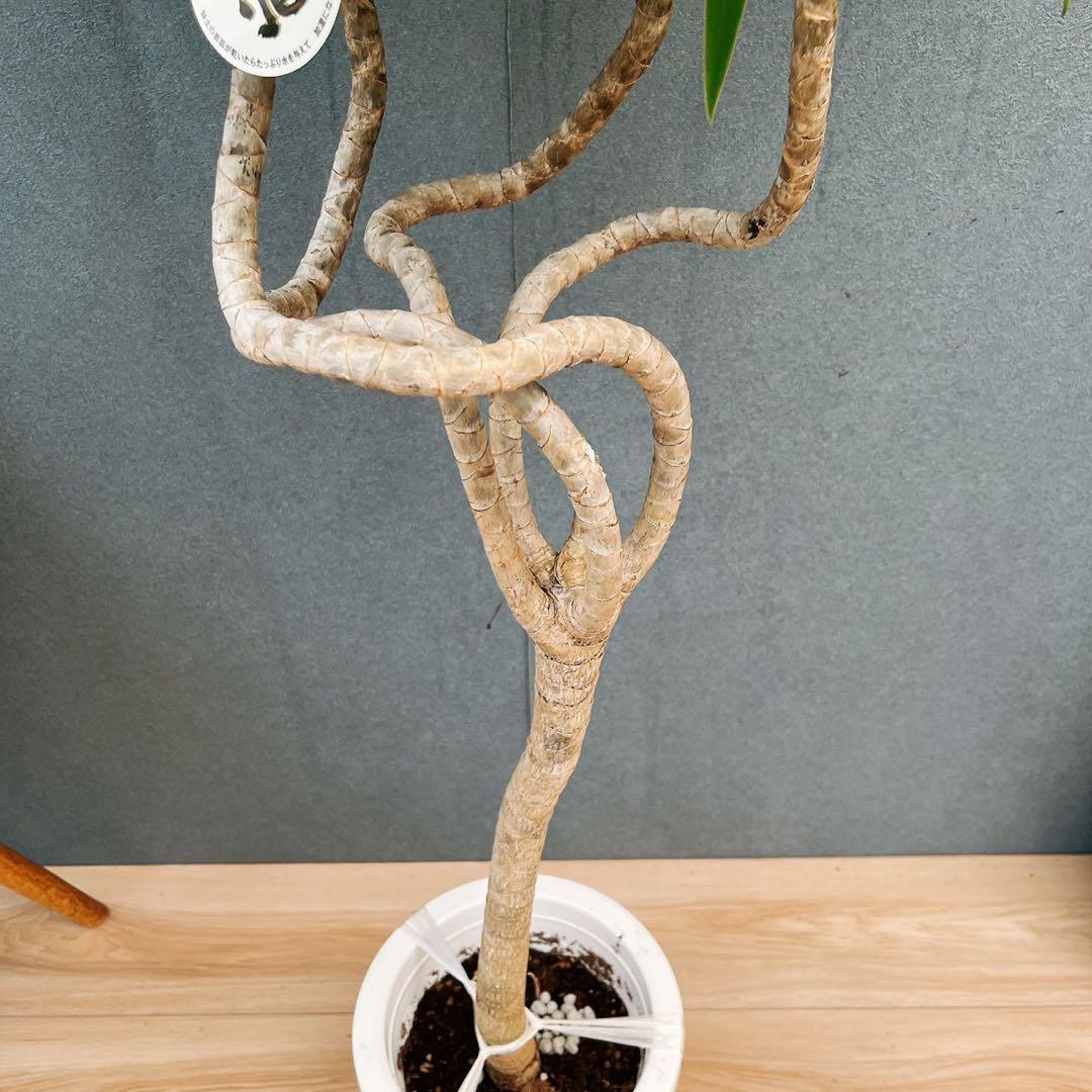 ［現品］【希少】2番　ドラセナ　ナビー　龍　7号　観葉植物　大型　室内　レア