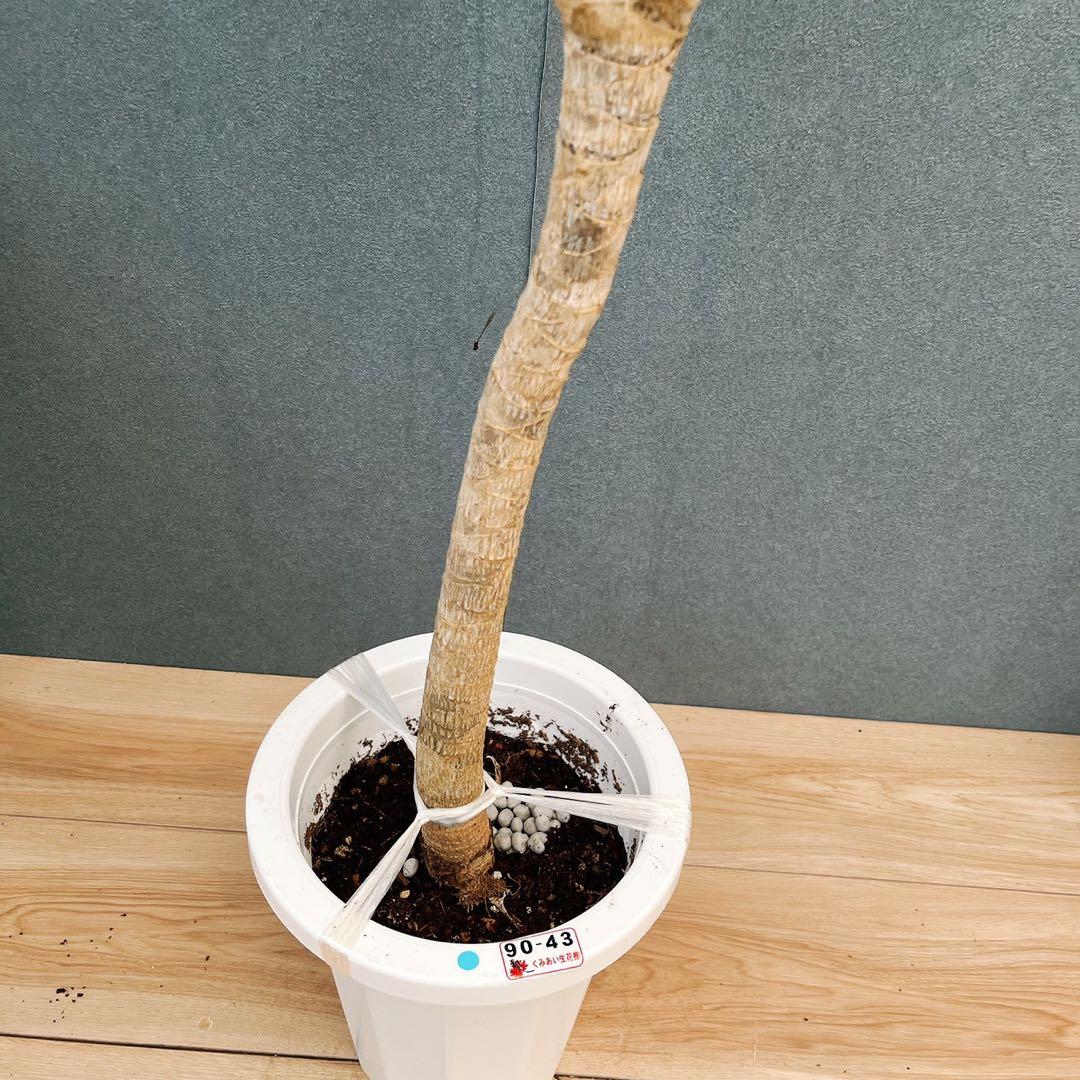 ［現品］【希少】2番　ドラセナ　ナビー　龍　7号　観葉植物　大型　室内　レア