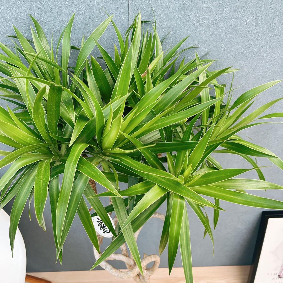 ［現品］【希少】2番　ドラセナ　ナビー　龍　7号　観葉植物　大型　室内　レア