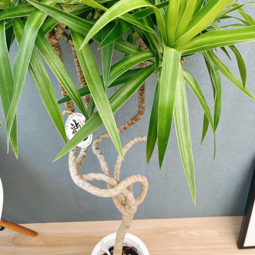 ［現品］【希少】2番　ドラセナ　ナビー　龍　7号　観葉植物　大型　室内　レア