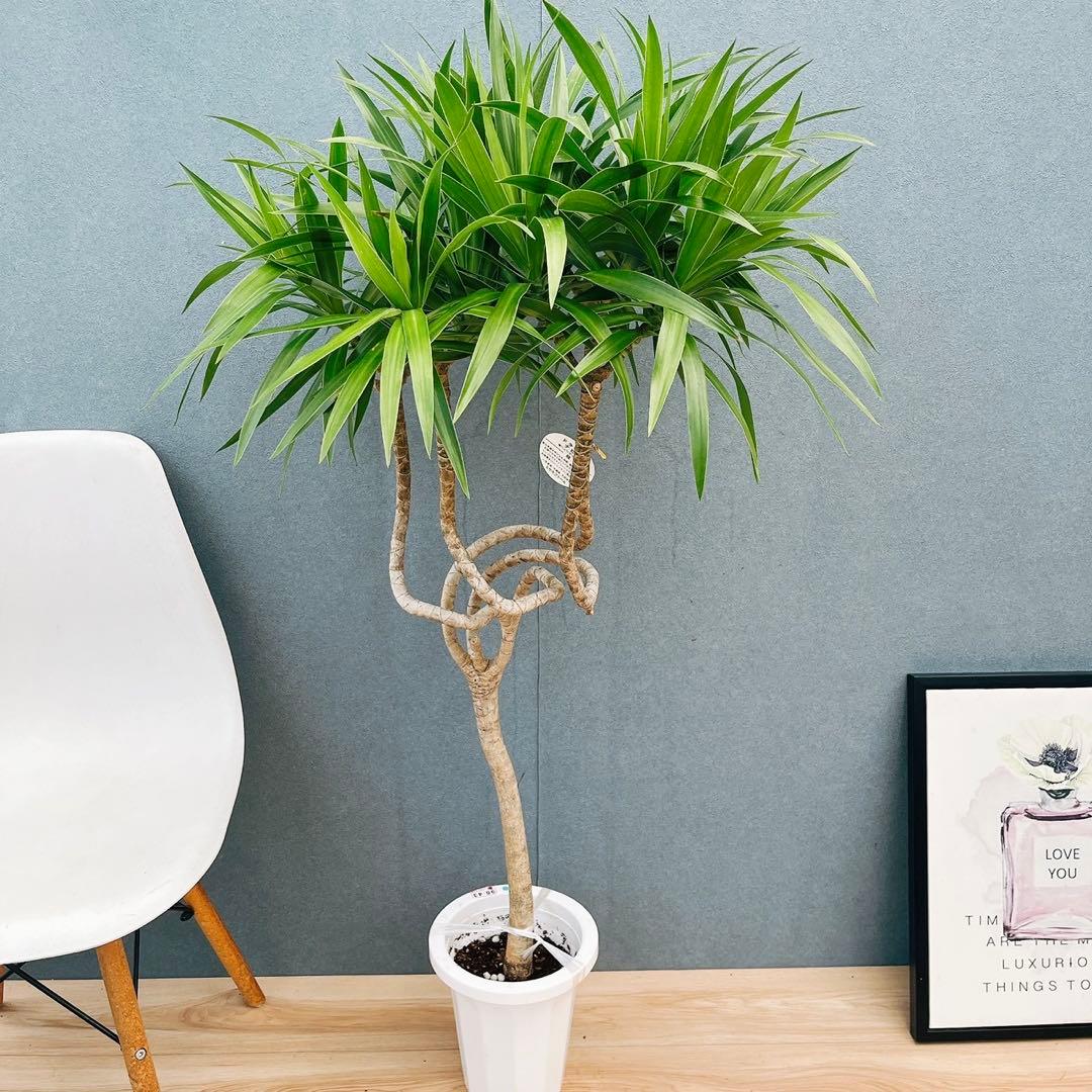 ［現品］【希少】2番　ドラセナ　ナビー　龍　7号　観葉植物　大型　室内　レア