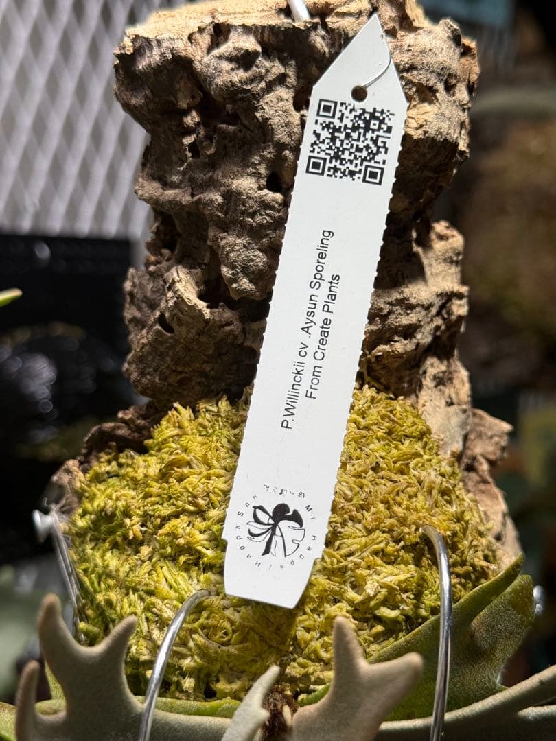 p.willinckii aysun sporeling - メルカリ