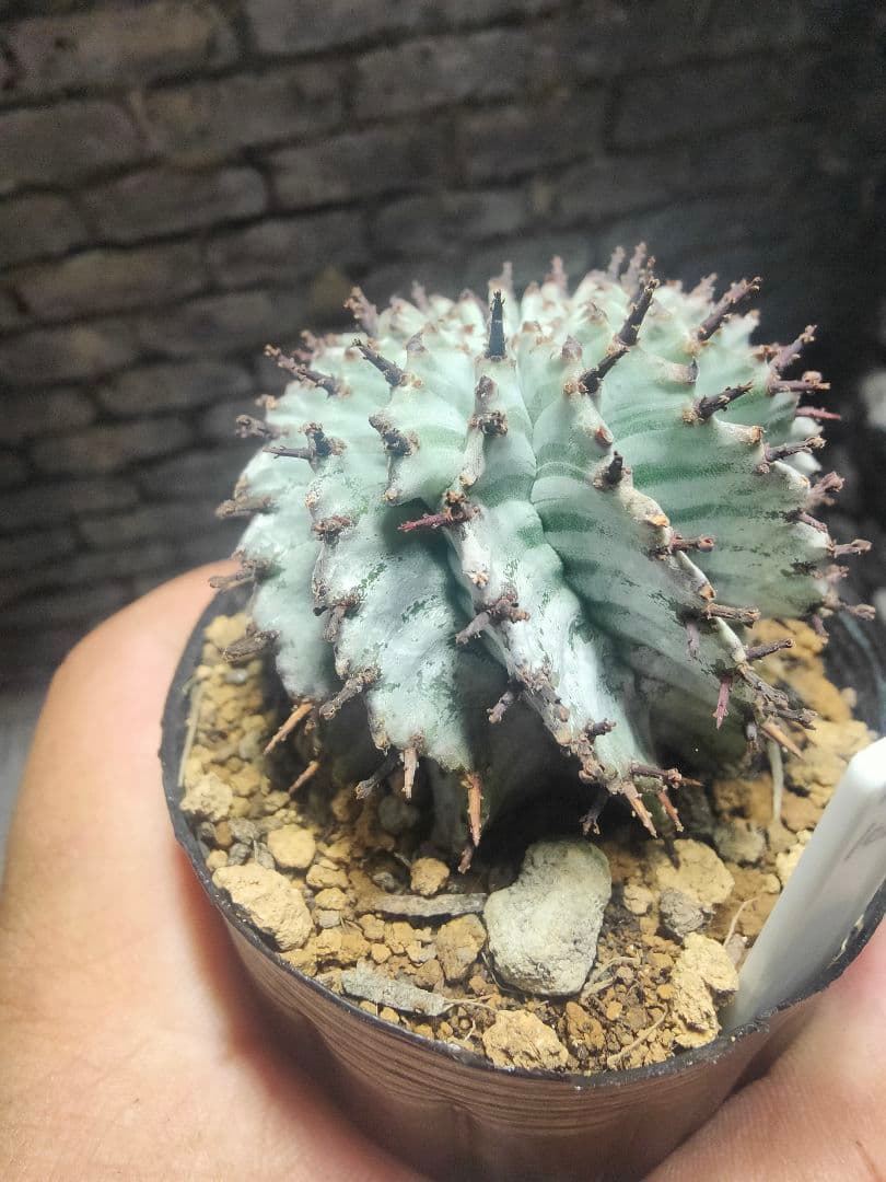 ユーフォルビア　螺旋ゼブラホリダ！！激選抜　保存株