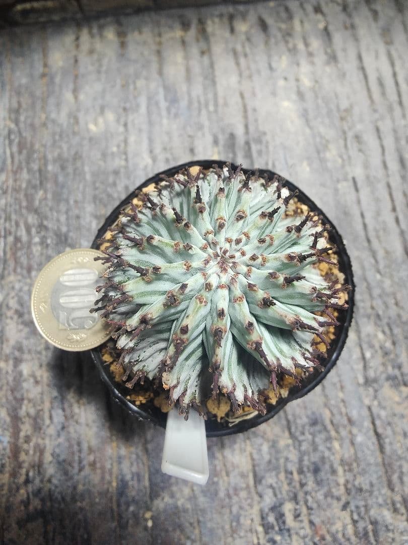 ユーフォルビア　螺旋ゼブラホリダ！！激選抜　保存株