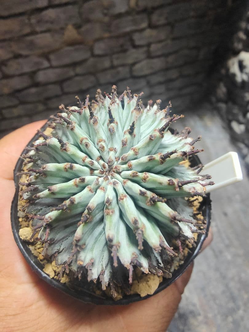 ユーフォルビア　螺旋ゼブラホリダ！！激選抜　保存株