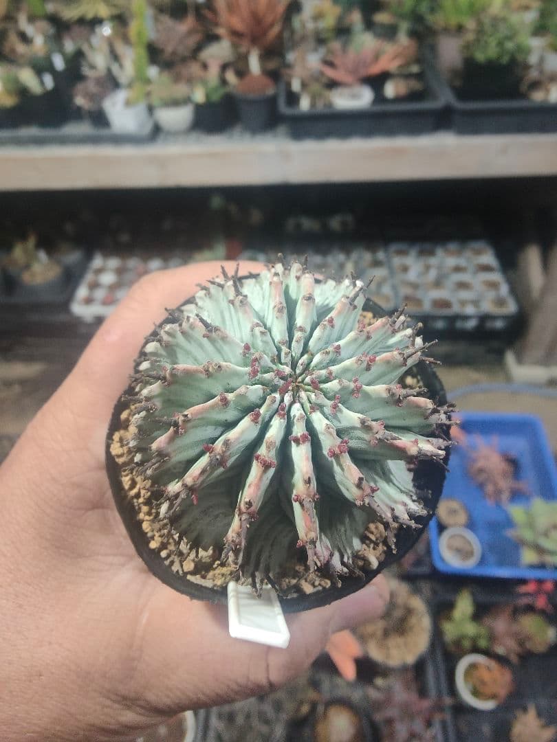 ユーフォルビア　螺旋ゼブラホリダ！！激選抜　保存株