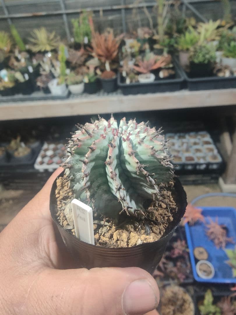 ユーフォルビア　螺旋ゼブラホリダ！！激選抜　保存株