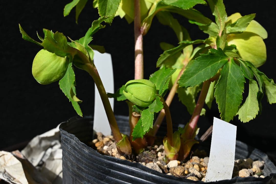 クリスマスローズ 超1級品！認定メロンゴールド 加藤農園 - メルカリ