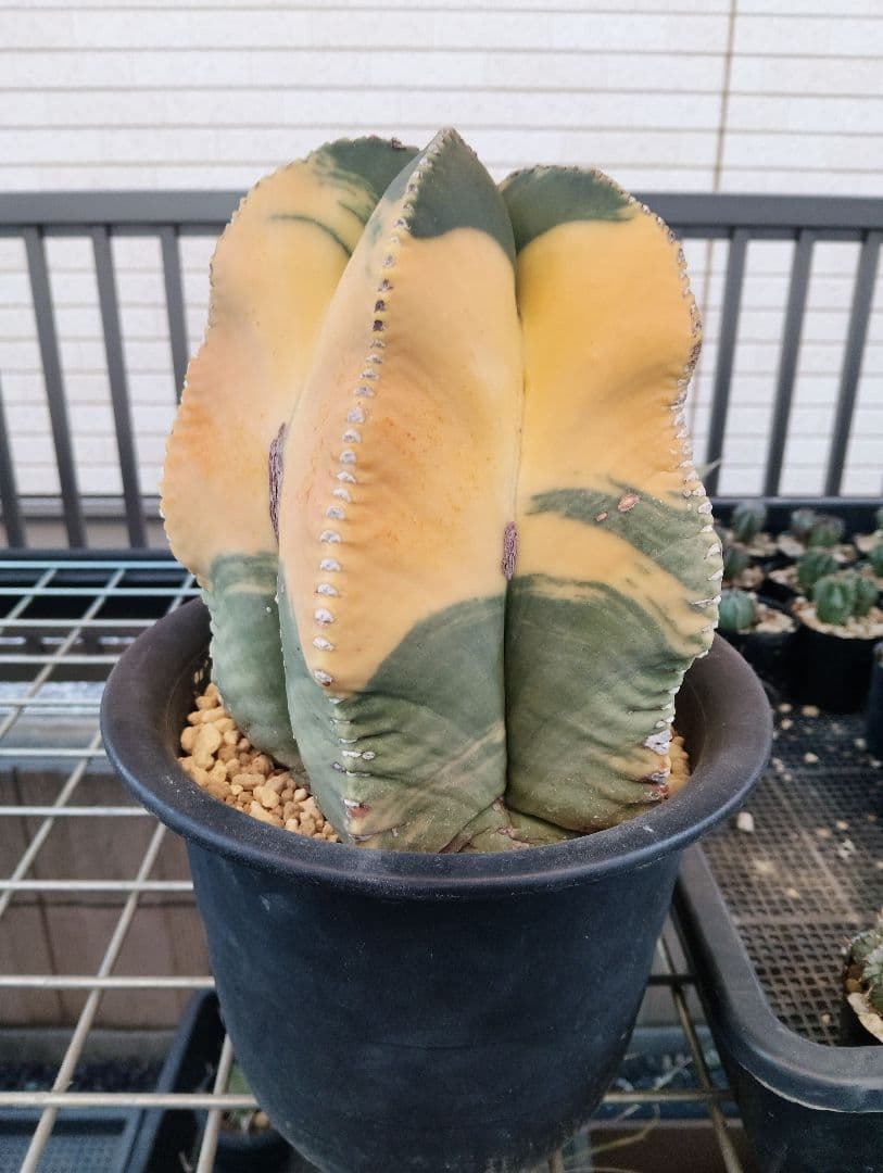 特大 古株 ヘキルリランポー錦 ランポー玉 鸞鳳玉 アストロフィツム サボテン