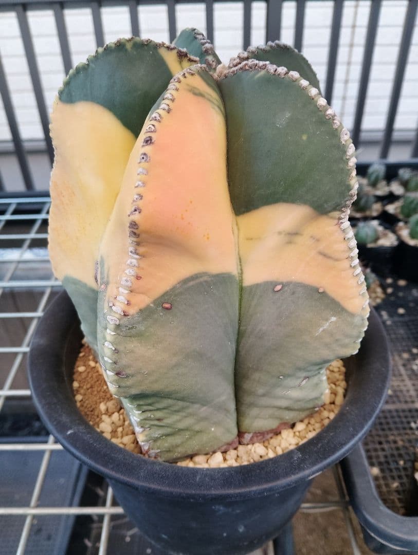 特大 古株 ヘキルリランポー錦 ランポー玉 鸞鳳玉 アストロフィツム サボテン