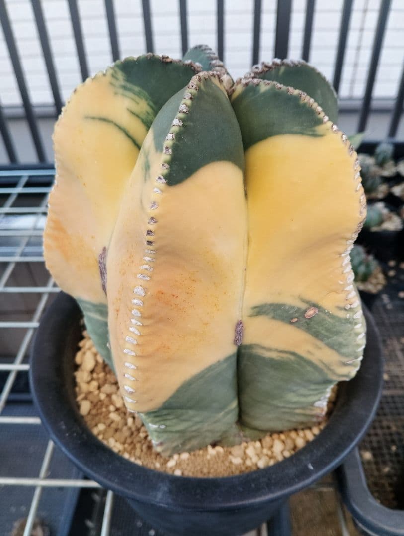 特大 古株 ヘキルリランポー錦 ランポー玉 鸞鳳玉 アストロフィツム サボテン