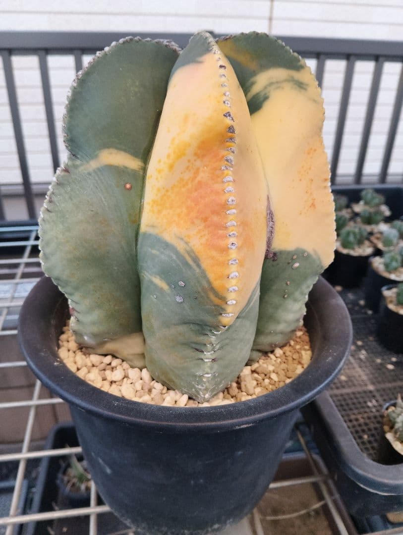 特大 古株 ヘキルリランポー錦 ランポー玉 鸞鳳玉 アストロフィツム サボテン