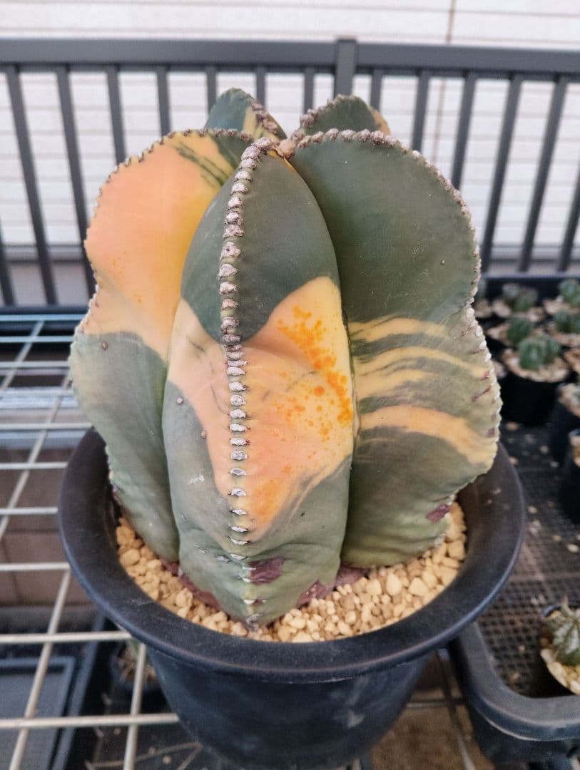 特大 古株 ヘキルリランポー錦 ランポー玉 鸞鳳玉 アストロフィツム サボテン