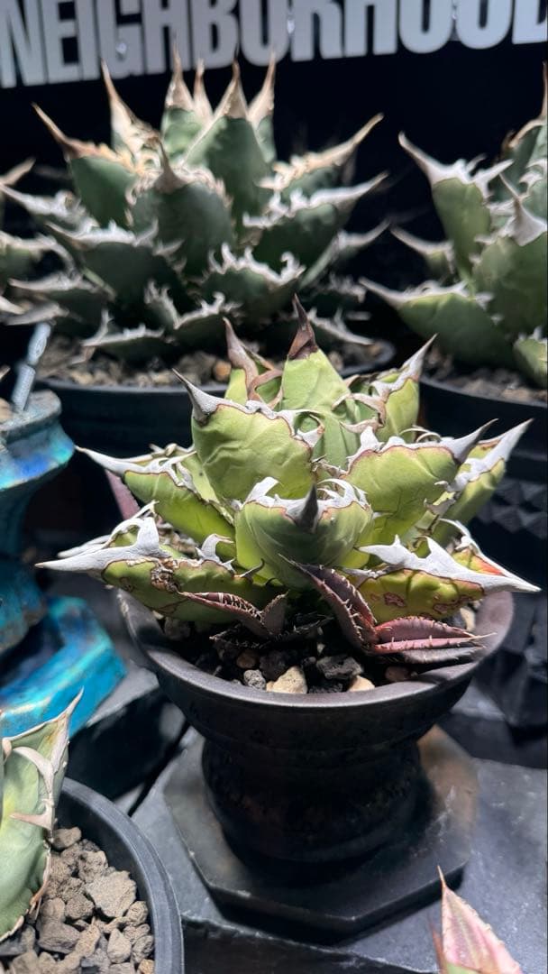 【超激レア子株発根済み】①JEREMY選抜hybrid オアハカ＆ホリダ子株