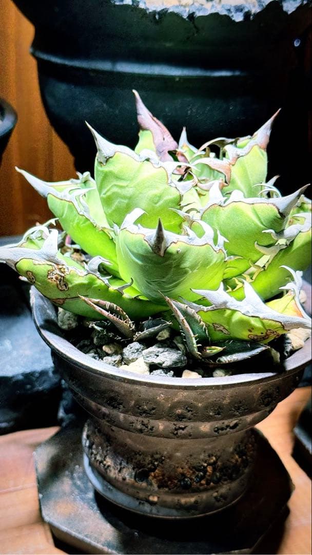 【超激レア子株発根済み】①JEREMY選抜hybrid オアハカ＆ホリダ子株