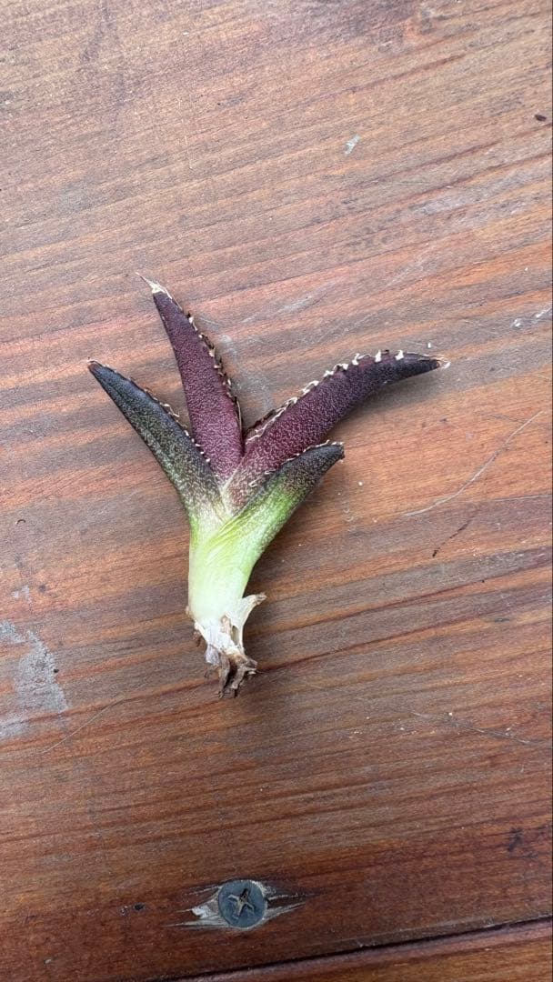 【超激レア子株発根済み】①JEREMY選抜hybrid オアハカ＆ホリダ子株