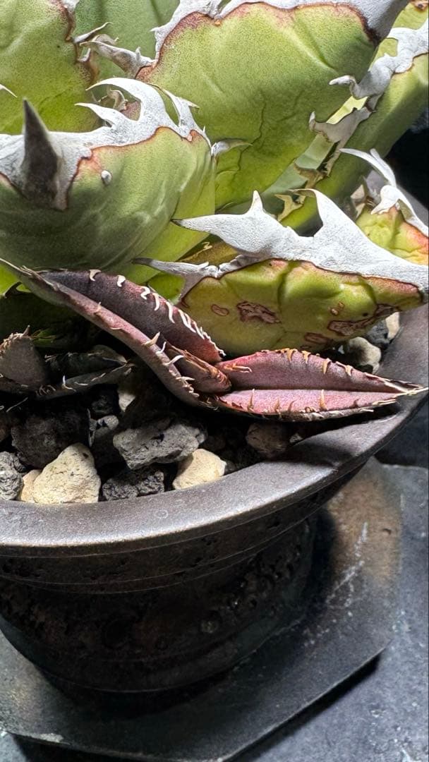 【超激レア子株発根済み】①JEREMY選抜hybrid オアハカ＆ホリダ子株