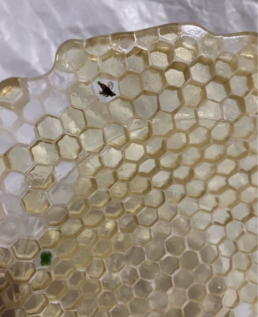 江波冨士子　皿　レア　入手困難