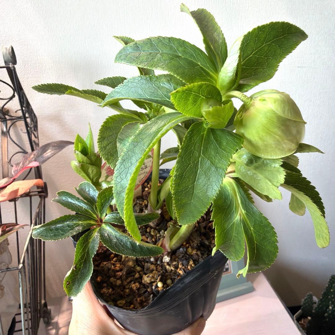 【横山園芸】クリスマスローズ プリマドレス　アンティークホワイト系《1/15》