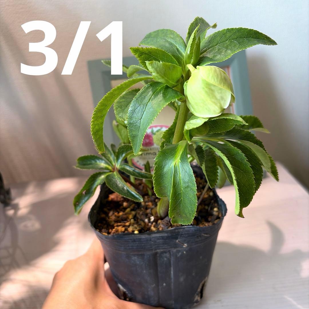 【横山園芸】クリスマスローズ プリマドレス　アンティークホワイト系《1/15》