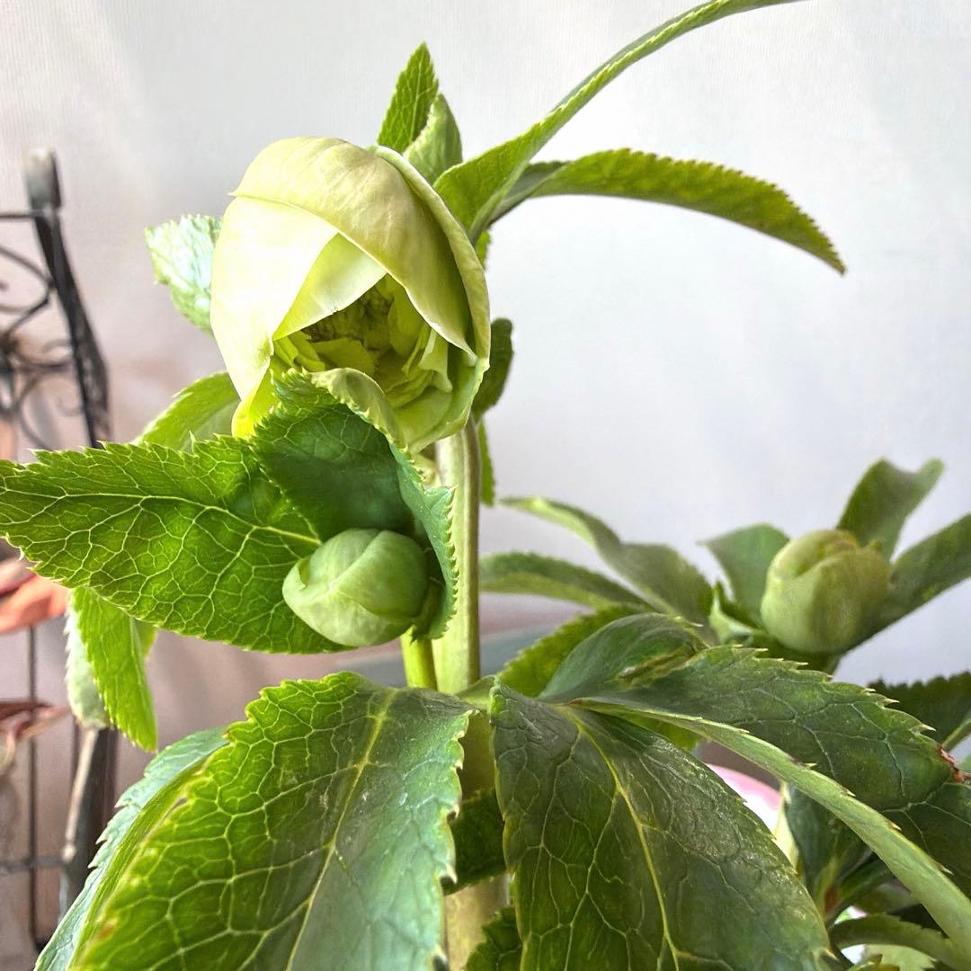 【横山園芸】クリスマスローズ プリマドレス　アンティークホワイト系《1/15》