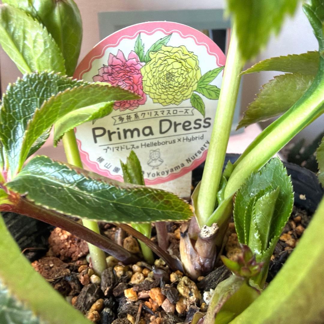 【横山園芸】クリスマスローズ プリマドレス　アンティークホワイト系《1/15》
