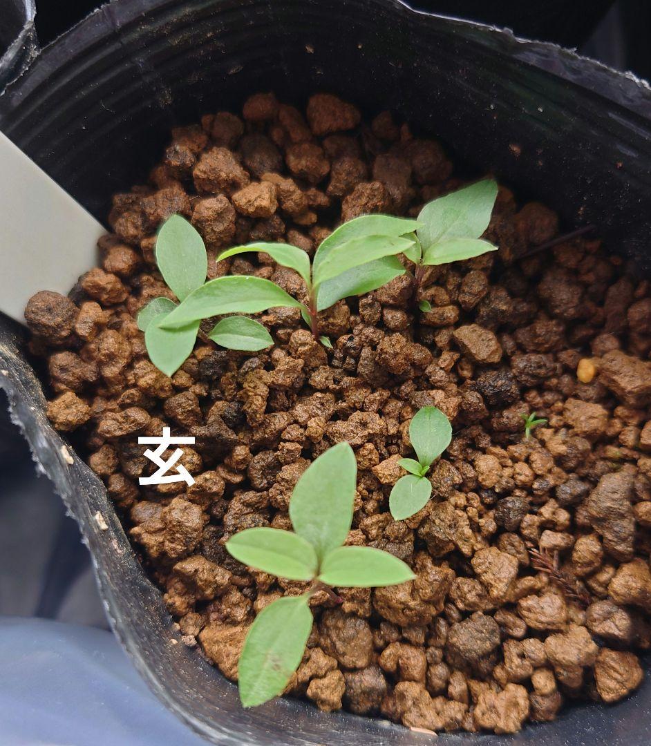 お問い合わせ出品❣️該当者様以外のご購入はご遠慮下さい(^_ _^)