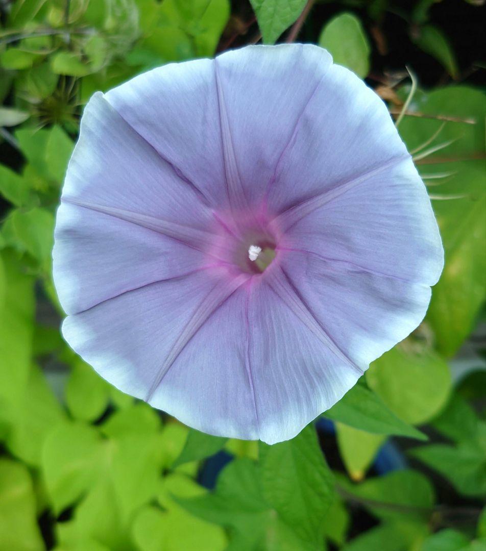 お問い合わせ出品❣️該当者様以外のご購入はご遠慮下さい(^_ _^)