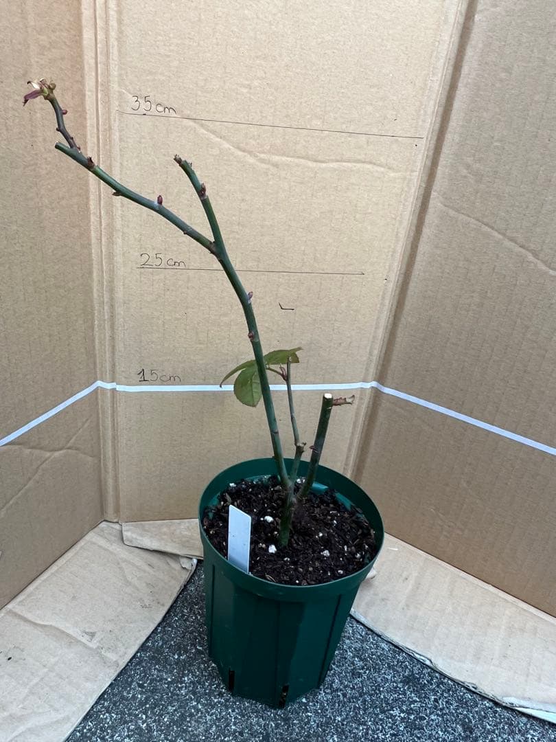 「古澤　蓮」切り花品種バラ苗　レア　4点