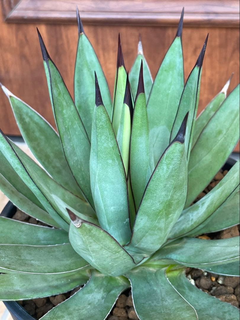 リトルシャーク　鉢付