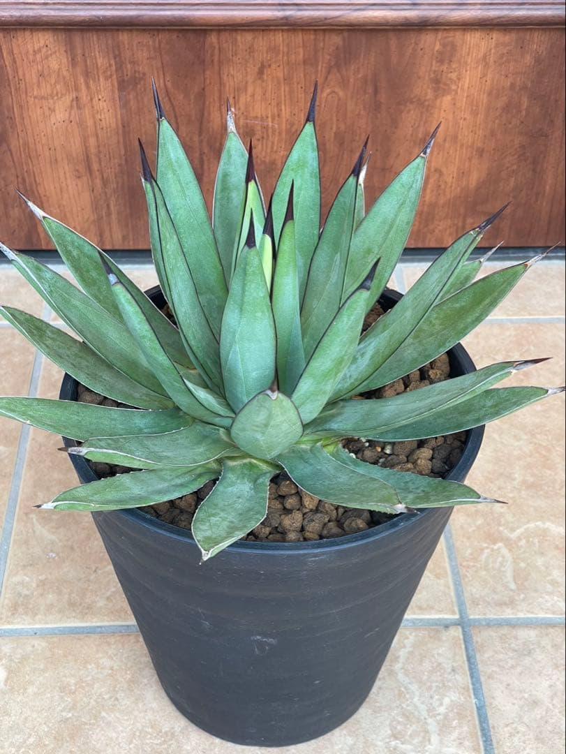 リトルシャーク　鉢付