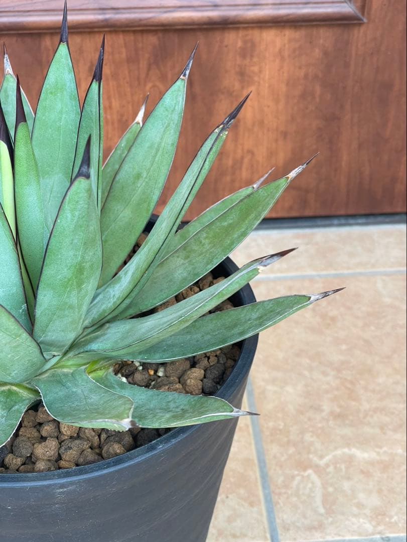 リトルシャーク　鉢付