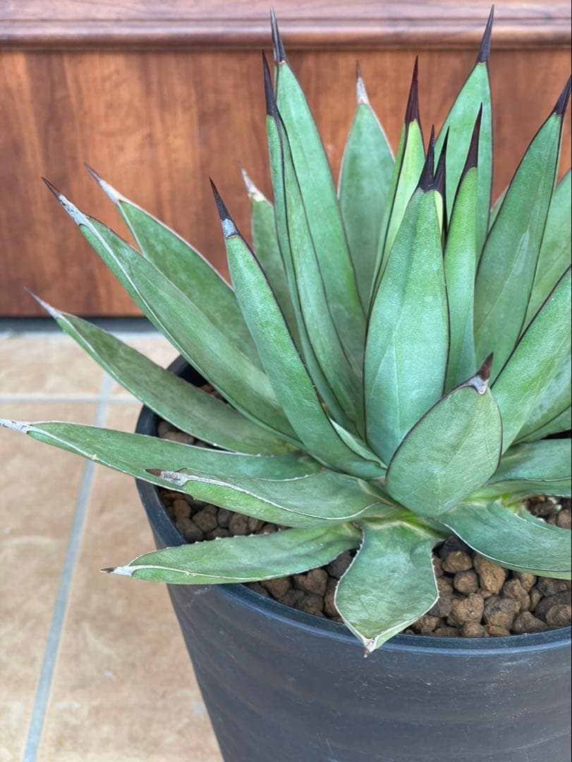 リトルシャーク　鉢付