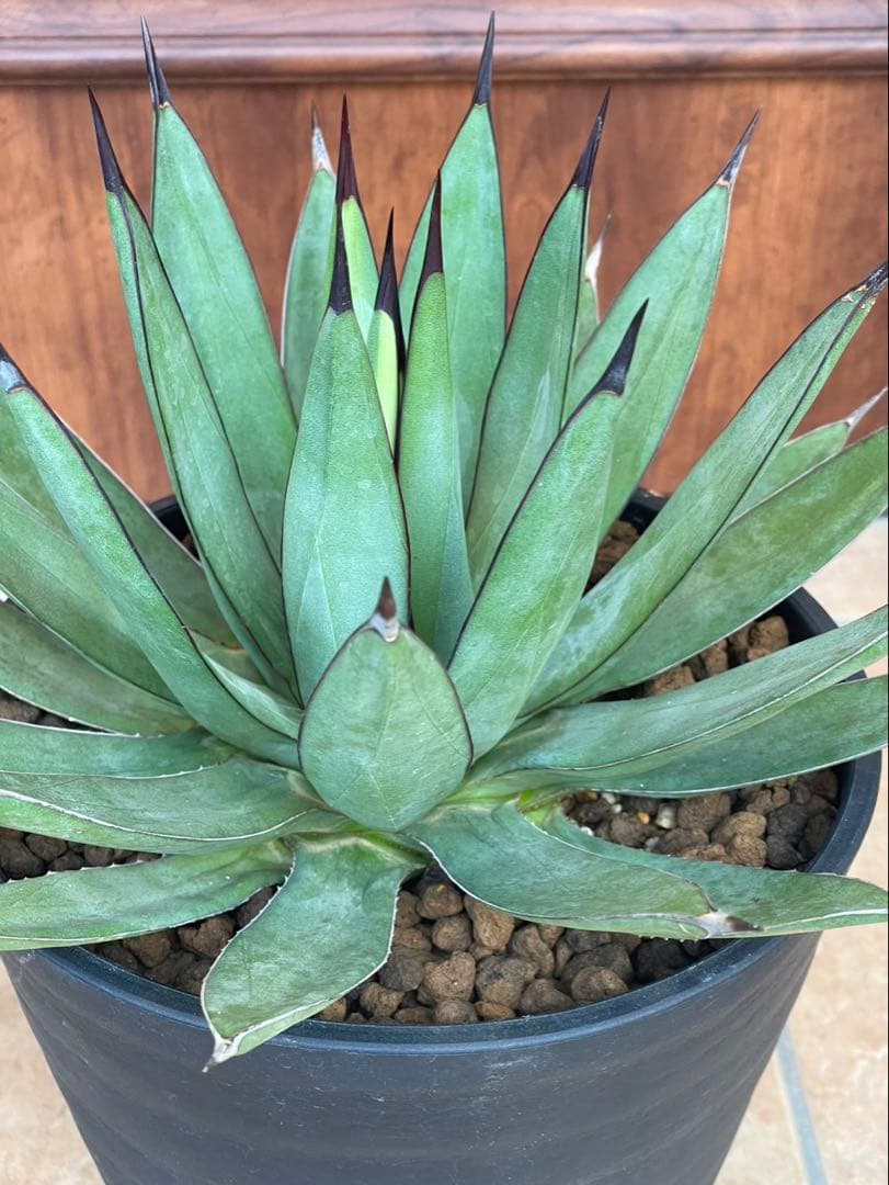 リトルシャーク　鉢付