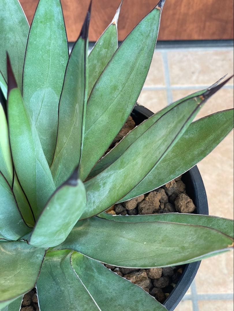 リトルシャーク　鉢付