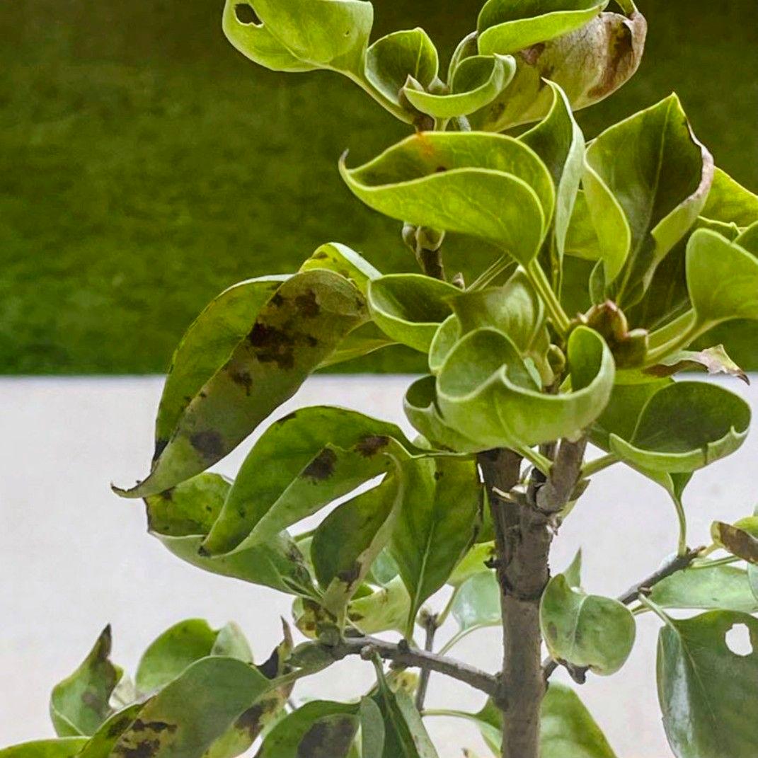 宿根草【フランス産直輸入】 ライラック プレゼントグレイビー【八重咲き空色花】♪