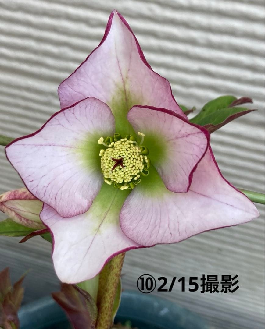 ⑩クリスマスローズSSピンクHarvingtonR ebekah