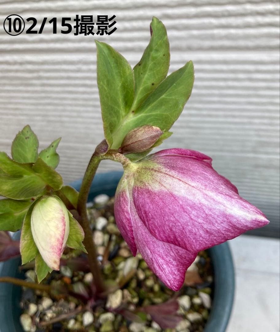 ⑩クリスマスローズSSピンクHarvingtonR ebekah