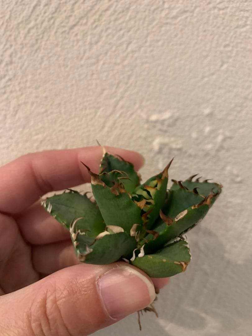 goodtaniku】Gt オアハカ実生＋x(おまけ一点)