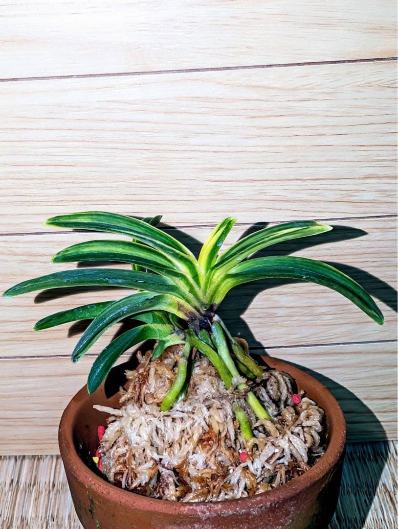 富貴蘭「総ルビー根翠華殿白縞」2本立ち