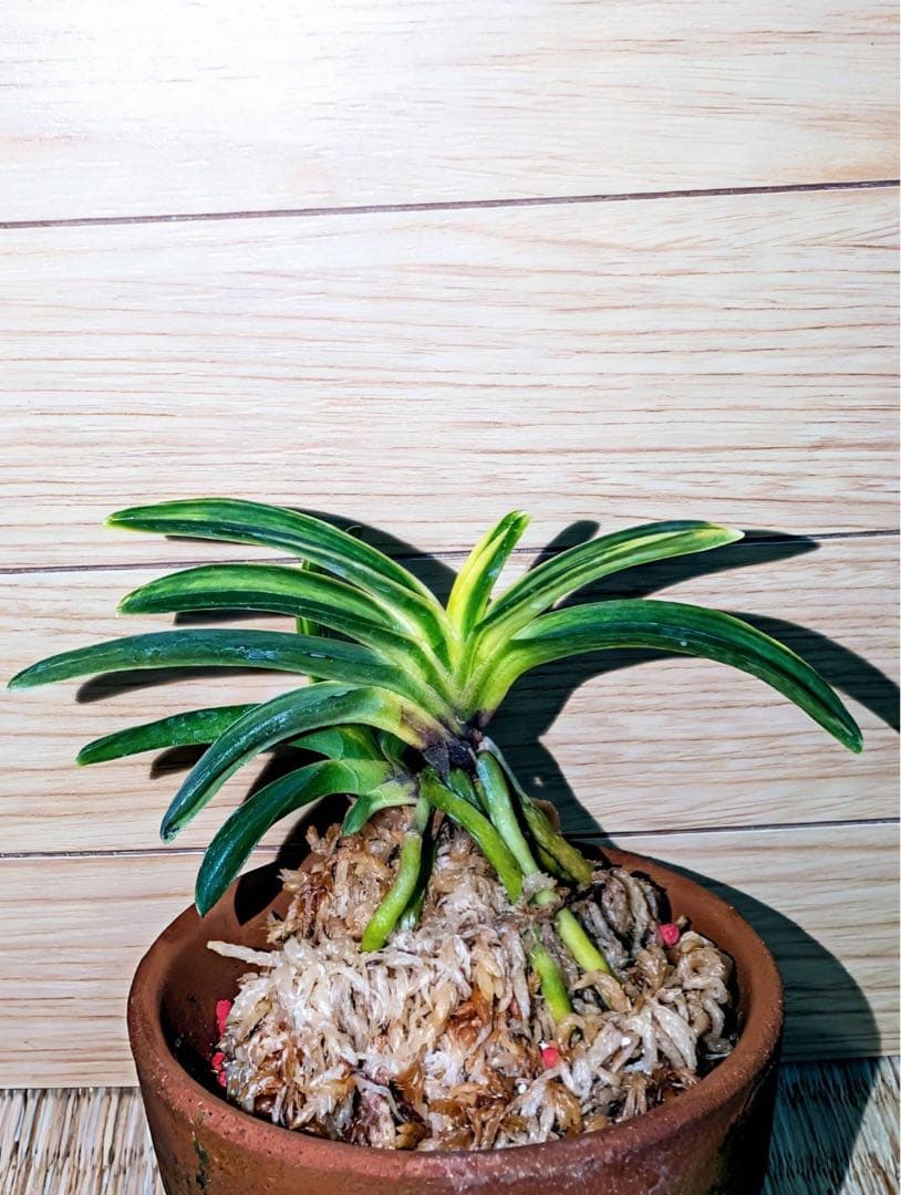 富貴蘭「総ルビー根翠華殿白縞」2本立ち