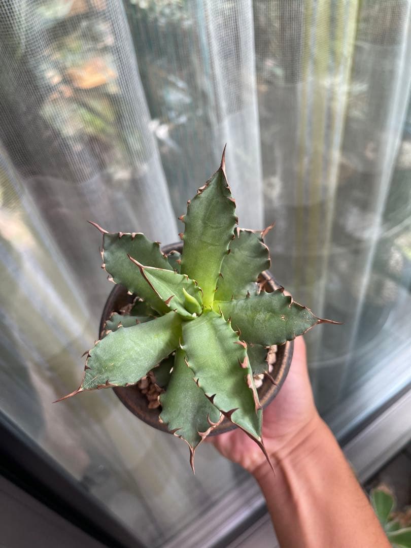 人気作家鉢　陶器鉢　ブランド鉢　徒長ネームド株アガベ付き