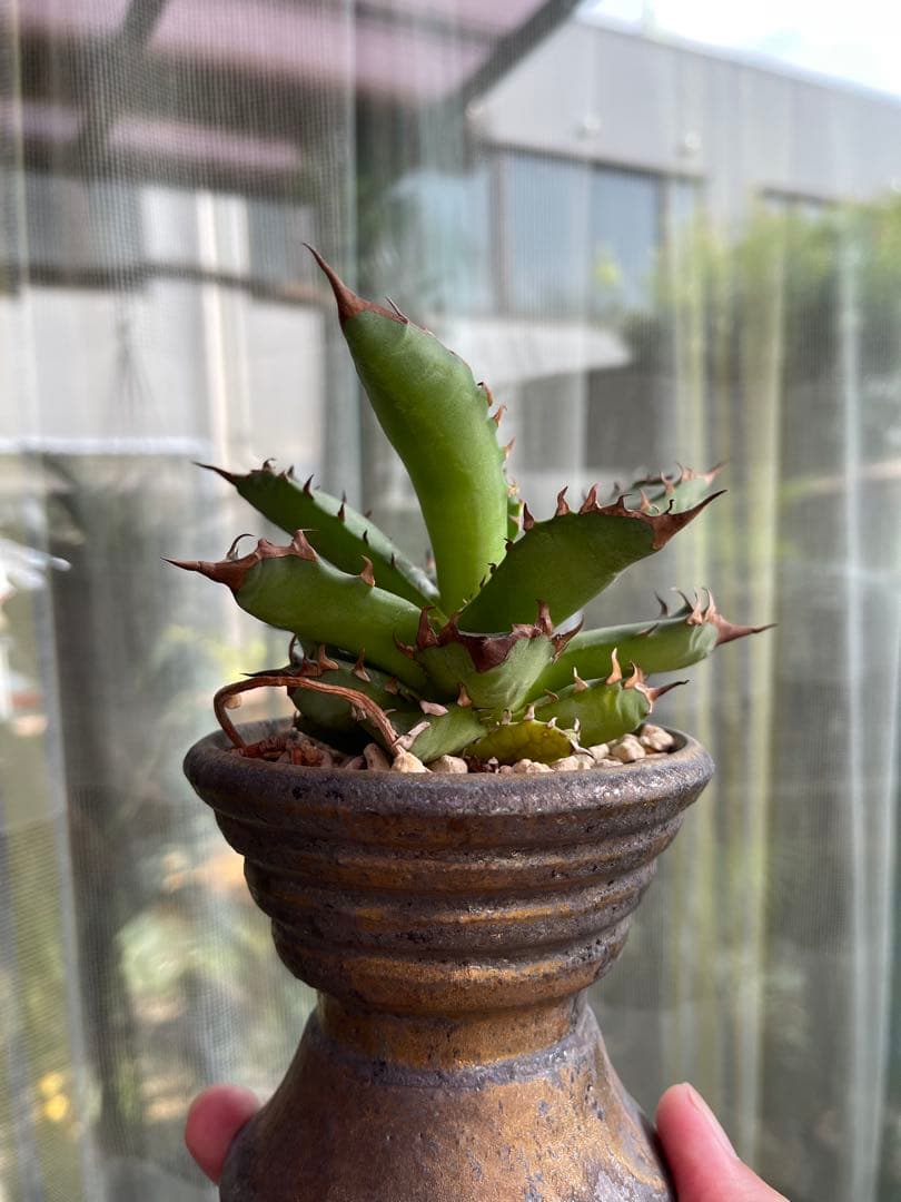 人気作家鉢　陶器鉢　ブランド鉢　徒長ネームド株アガベ付き