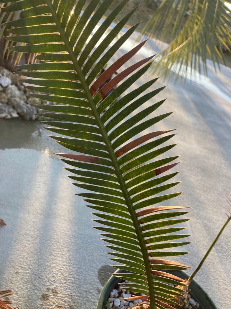 特大！ディオーンエデュレ！超美株　3頭　ソテツ　条件付き